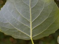 Populus nigra Djurminnesplatsen Spillepeng, Malmö, Skåne, Sweden 20180608_0065