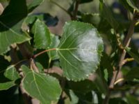 Populus nigra Grodreservatet, Norra hamnen, Malmö, Skåne, Sweden 20160611_0034