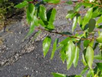 Populus trichocarpa Limhamns kalkbrott, Malmö, Skåne, Sweden 20170813_0034