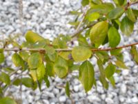 Populus trichocarpa Limhamns kalkbrott, Malmö, Skåne, Sweden 20180901_0047