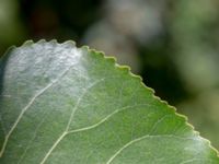 Populus x canadensis - 'Serotina' SSV södra rondellen, Lerberget, Höganäs, Skåne, Sweden 20180702_0063