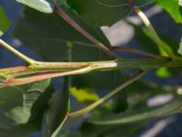 Populus x canadensis Ljusterögatan, Norra hamnen, Malmö, Skåne, Sweden 20160830_0020