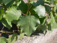 Populus x canadensis Ljusterögatan, Norra hamnen, Malmö, Skåne, Sweden 20160830_0023