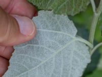 Populus x canescens Botaniska trädgården, Lund, Skåne, Sweden 20180816_0087