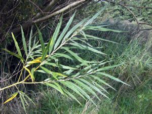 Salix alba - White Willow - Vitpil