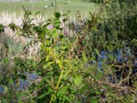 Salix alba Ribersborg, Malmö, Skåne, Sweden 20150510_0032