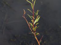 Salix alba var. britzensis Katrinetorp, Malmö, Skåne, Sweden 20151114_0058
