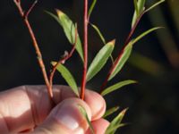 Salix alba var. britzensis Katrinetorp, Malmö, Skåne, Sweden 20151114_0059