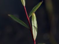 Salix alba var. britzensis Katrinetorp, Malmö, Skåne, Sweden 20151114_0060