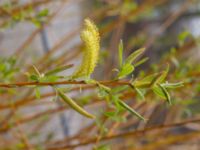 Salix alba var. vitellina Ulricedal, Malmö, Skåne, Sweden 20210502_0079