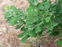 Salix aurita Närlunda tegelbruksgrav, Helsingborg, Skåne, Sweden 20180723_0004