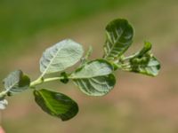 Salix aurita Stintorp, Söderköping, Östergötland, Sweden 20190608_0403