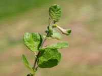 Salix aurita Stintorp, Söderköping, Östergötland, Sweden 20190608_0404