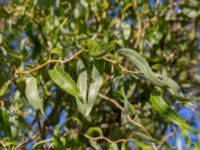 Salix babylonica 'Tortuosa' Åkerlund och Rausings väg, Lund, Skåne, Sweden 20171009_0026