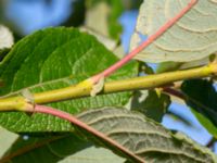 Salix caprea Bäckaforsvägen, Klagshamn, Malmö, Skåne, Sweden 20180908_0031