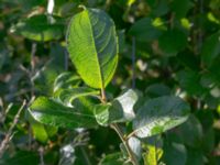 Salix caprea Bäckaforsvägen, Klagshamn, Malmlö, Skåne, Sweden 20180908_0028