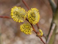 Salix caprea Limhamns kalkbrott, Malmö, Skåne, Sweden 20190330_0034