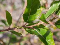 Salix caprea ssp. caprea Limhamns kalkbrott, Malmö, Skåne, Sweden 20170813_0055