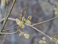Salix caucasica Kuro S, Stepantsminda, Mtskheta-Mtianeti, Georgia 20180426_1563