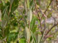 Salix cinerea × myrsinifolia Limhamns kalkbrott, Malmö, Skåne, Sweden 20180901_0084