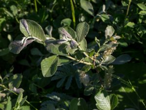 Salix cinerea - Grey Willow - Gråvide