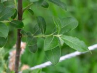 Salix cinerea ssp. cinerea Oxåker, Norrköping, Östergötland, Sweden 20190608_0322