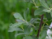 Salix cinerea ssp. cinerea Oxåker, Norrköping, Östergötland, Sweden 20190608_0323