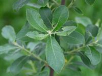 Salix cinerea ssp. cinerea Oxåker, Norrköping, Östergötland, Sweden 20190608_0324