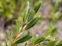 Salix daphnoides ssp. acutifolia Limhamns kalkbrott, Malmö, Skåne, Sweden 20170813_0059