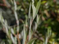 Salix daphnoides ssp. acutifolia Limhamns kalkbrott, Malmö, Skåne, Sweden 20170903_0112
