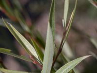 Salix daphnoides ssp. acutifolia Limhamns kalkbrott, Malmö, Skåne, Sweden 20170903_0114