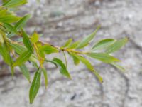 Salix daphnoides ssp. acutifolia Limhamns kalkbrott, Malmö, Skåne, Sweden 20180901_0136