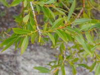 Salix daphnoides ssp. acutifolia Limhamns kalkbrott, Malmö, Skåne, Sweden 20180901_0137
