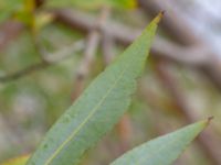 Salix daphnoides ssp. acutifolia Limhamns kalkbrott, Malmö, Skåne, Sweden 20180901_0138