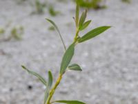 Salix daphnoides ssp. acutifolia Limhamns kalkbrott, Malmö, Skåne, Sweden 20180901_0168