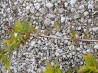 Salix daphnoides ssp. daphnoides Limhamns kalkbrott, Malmö, Skåne, Sweden 20180901_0165