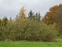 Salix dasyclados Gyllins trädgård, Malmö, Skåne, Sweden 20171028_0009