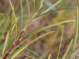 Salix elaeagnos - Bitter Willow - Lavendelvide