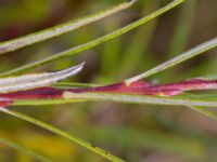 Salix elaeagnos 100 m SSO Albafabriken, Dalby, Lund, Skåne, Sweden 20171015_0019