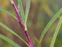 Salix elaeagnos 100 m SSO Albafabriken, Dalby, Lund, Skåne, Sweden 20171015_0023