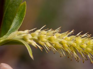 Salix euxina - Crack Willow - Knäckepil