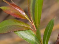 Salix euxina Paddreservatet, Norra hamnen, Malmö, Skåne, Sweden 20200503_0007