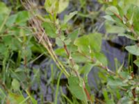 Salix hastata ssp. vegeta Dagstorps mosse, Kävlinge, Skåne, Sweden 20160707_0040