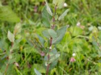Salix hastata ssp. vegeta Dagstorps mosse, Kävlinge, Skåne, Sweden 20160707_0042