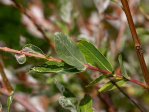 Salix integra - Eukalyptusvide