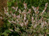 Salix integra Lagerbrings väg, Lund, Skåne, Sweden 20190708_0036