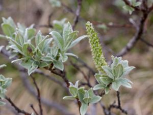 Salix lanata - Woolly Willow - Ullvide