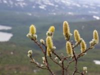 Salix lapponum Nordkalottenleden, Torne lappmark, Lappland, Sweden 20150709_0743