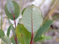 Salix myrsinifolia ssp. myrsinifolia Svågertorp, Malmö, Skåne, Sweden 20181001_0025