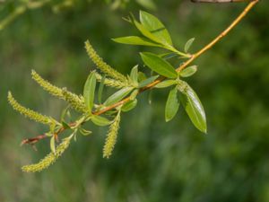 Salix pentandra - Bay Willow - Jolster